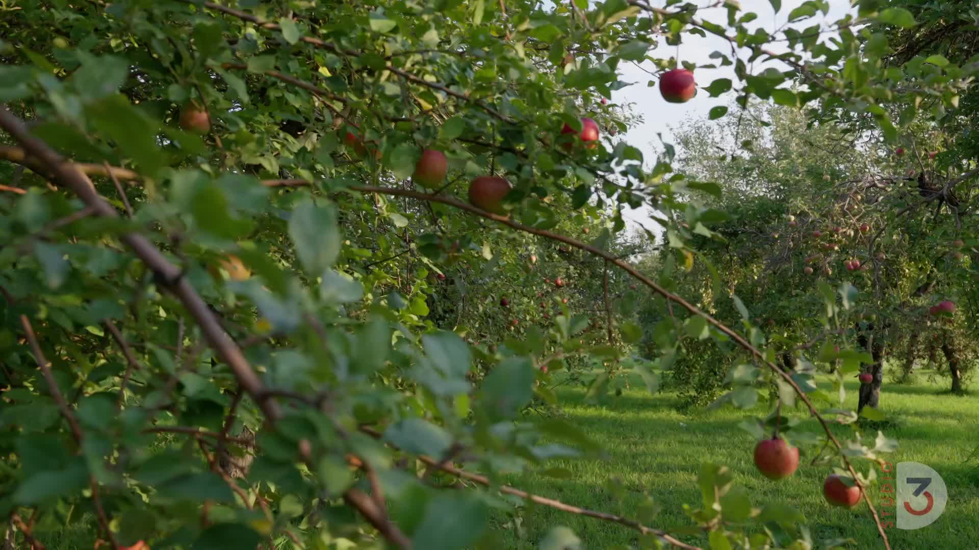 Nystrom Orchard Highlight October 12, 2023